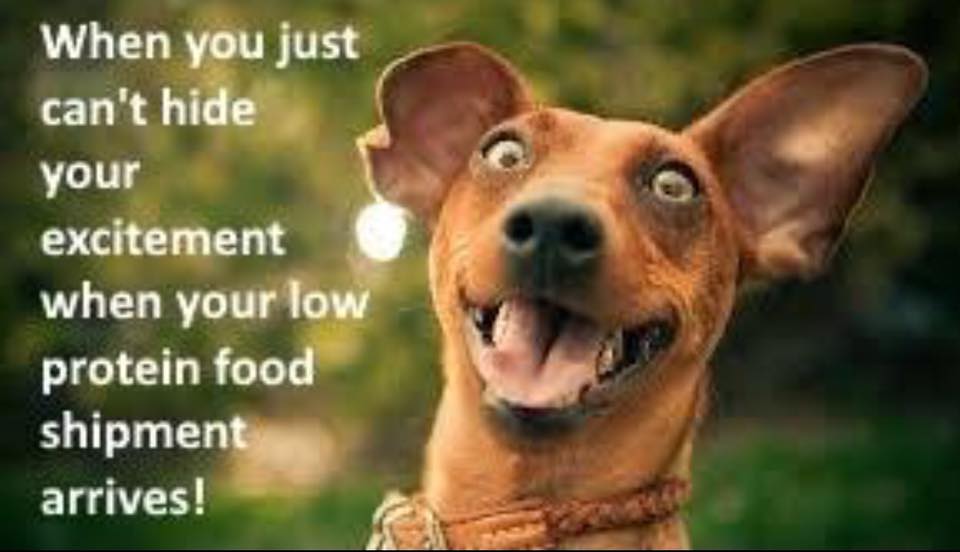 A dog with a quote that says when you just hide your excitment when low food shipment arrives.