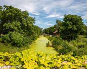 Green algae in a river surrounded by trees.