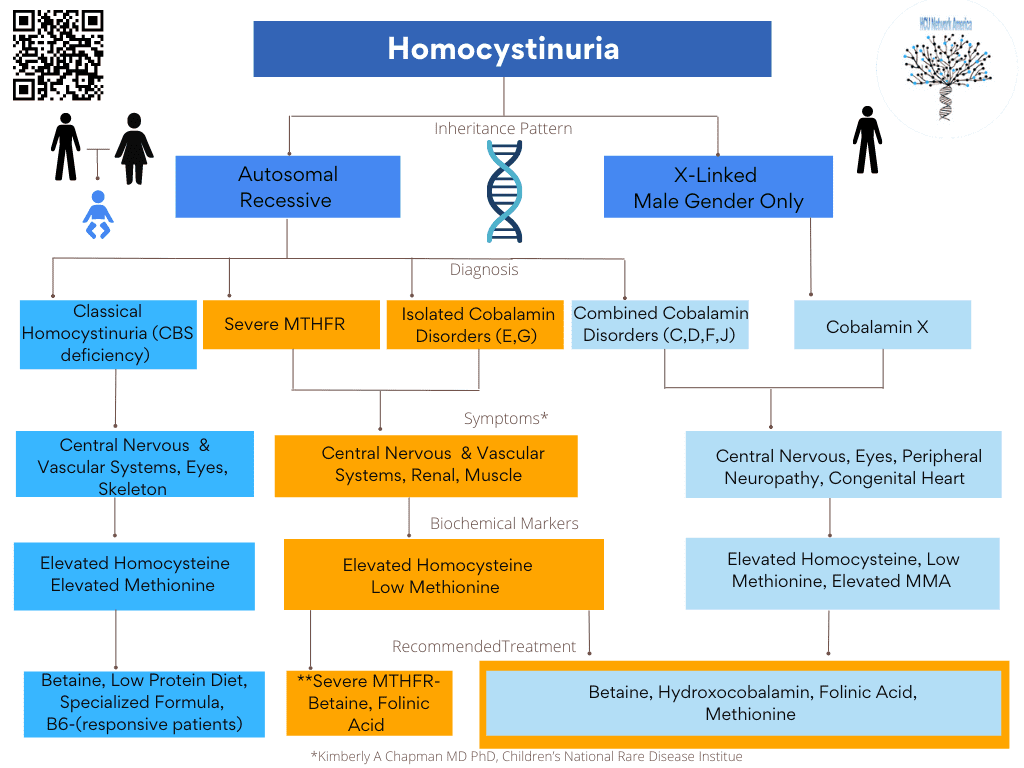 Homocystinuria Umbrella Flowchart on WHite Background Three