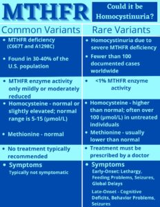 Mthfr vs mthfr vs mthfr vs mthfr.