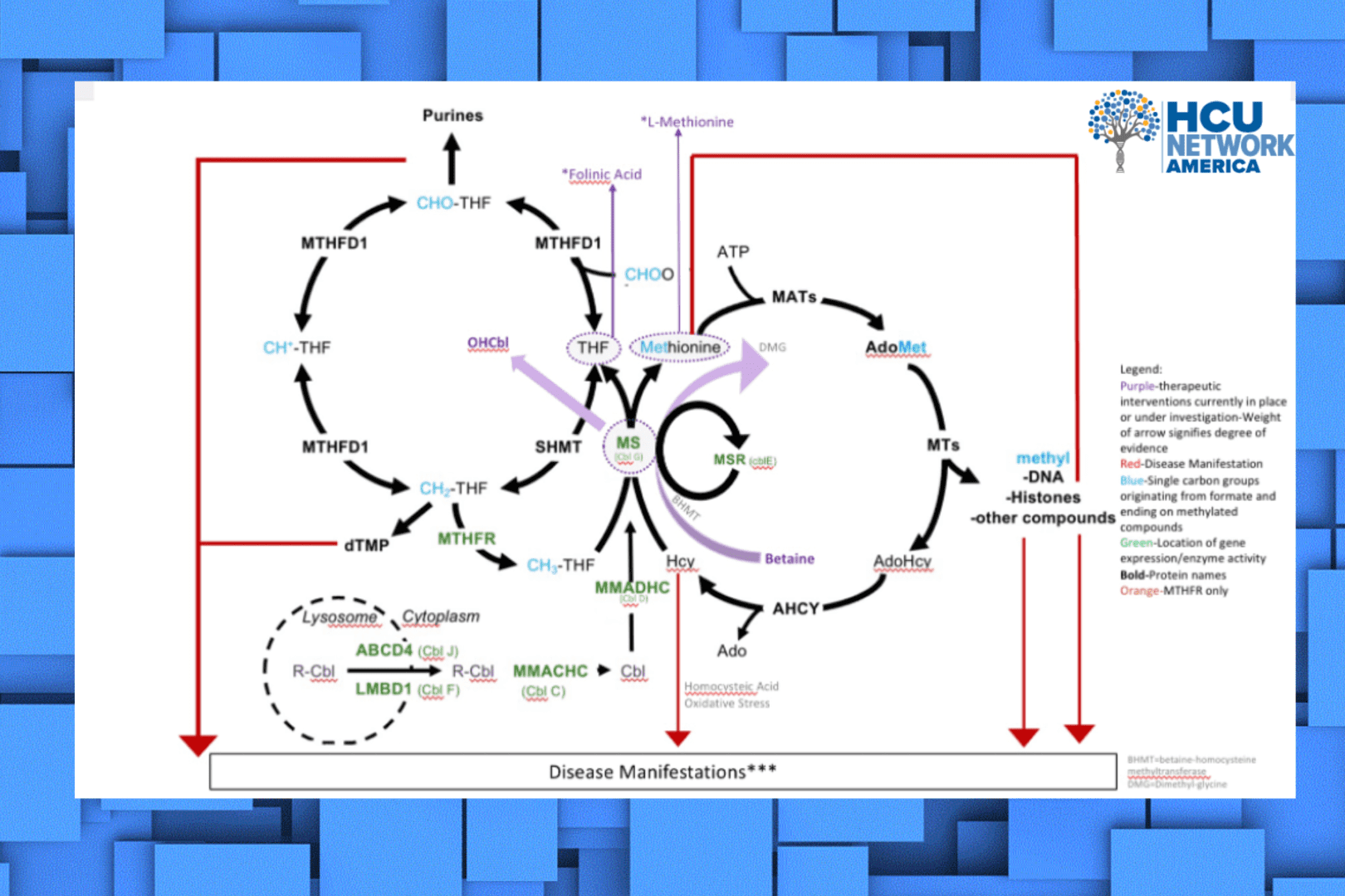 A diagram of the hcl cycle.