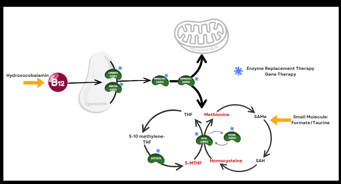 remethylation pathway