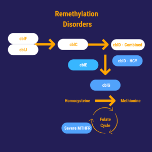 A diagram showing the process of remyelination disorders.